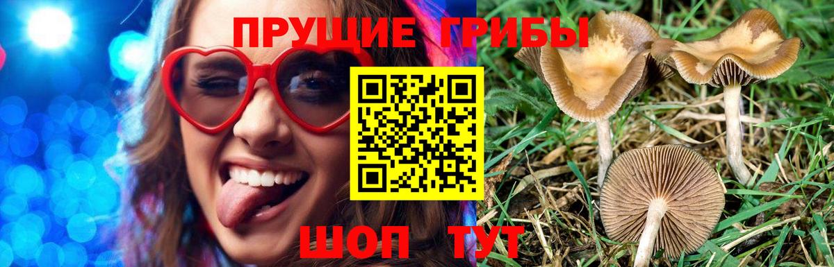 Псилоцибиновые грибы мицелий  Вход с VPN  Выборг 